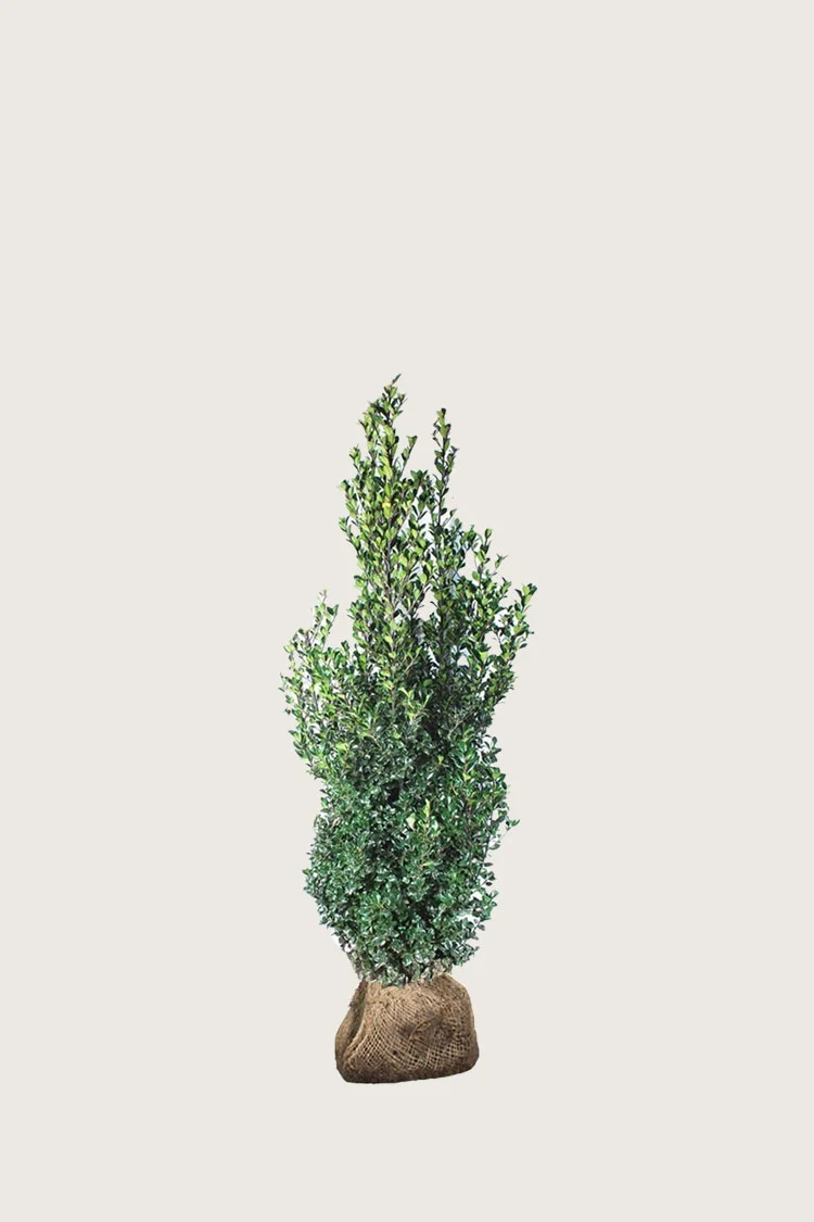 plantinavia20261015102849303743