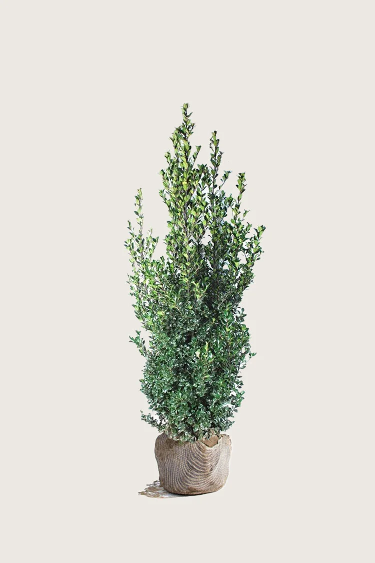 plantinavia20261015102852303755