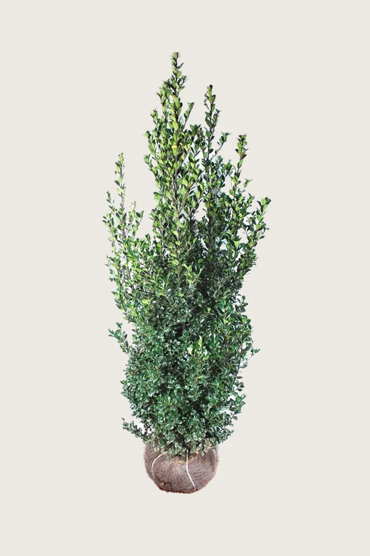 plantinavia20261015102855303773