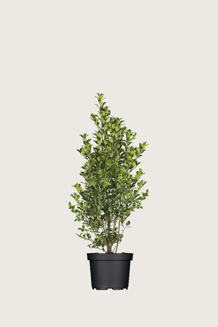 plantinavia20261015102856303778