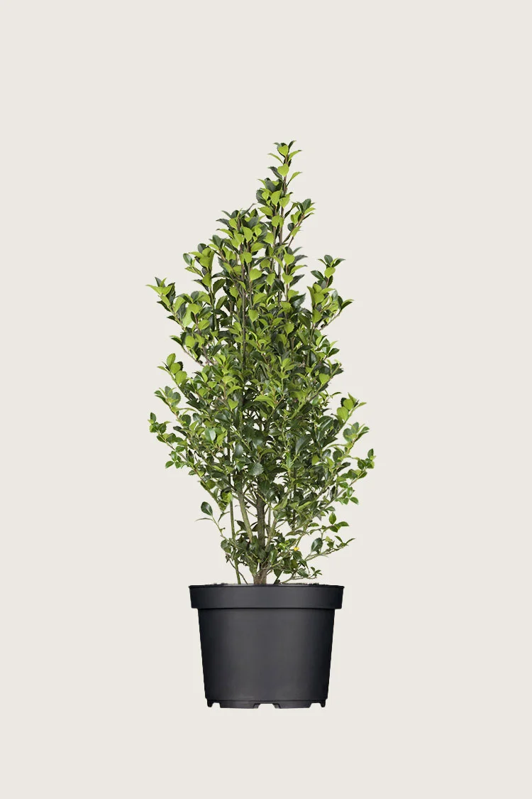 plantinavia20261015102857303786