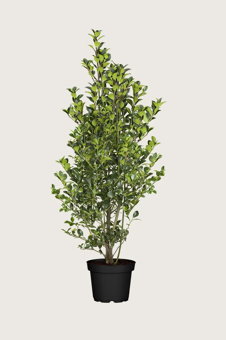 plantinavia20261015102859303797