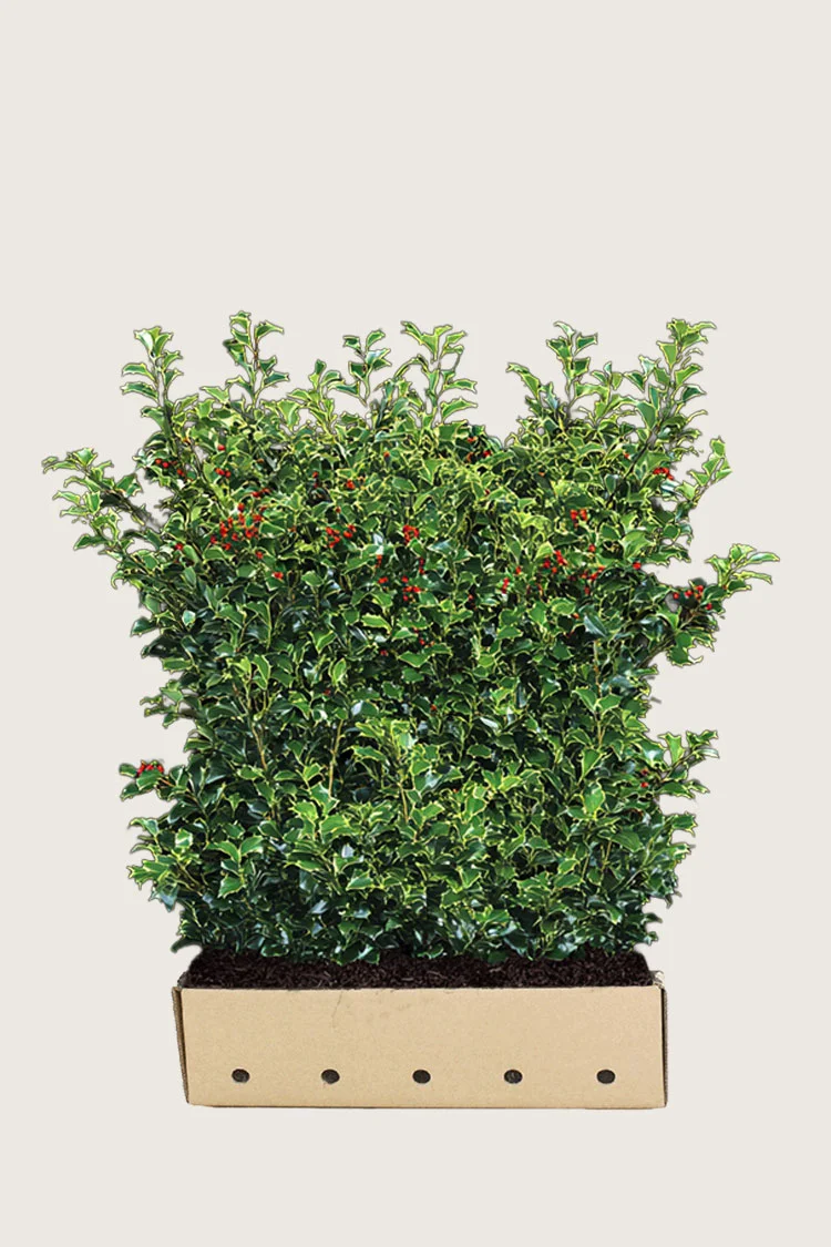 plantinavia20261015102901303813