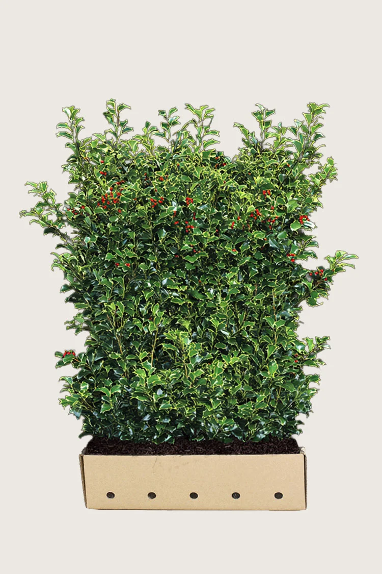 plantinavia20261015102903303828