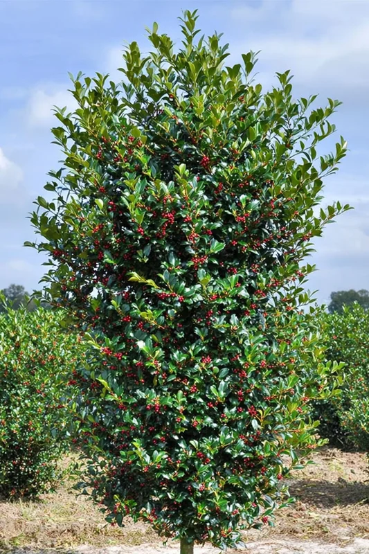 plantinavia20261015102904303840