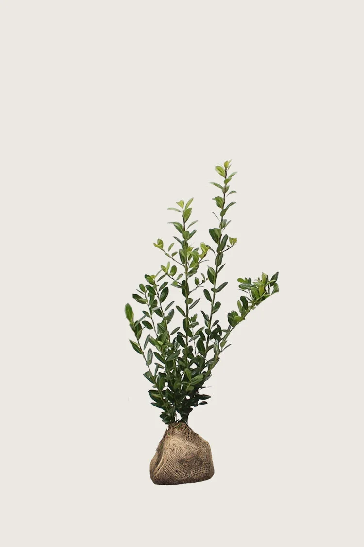 plantinavia20261015102909303878