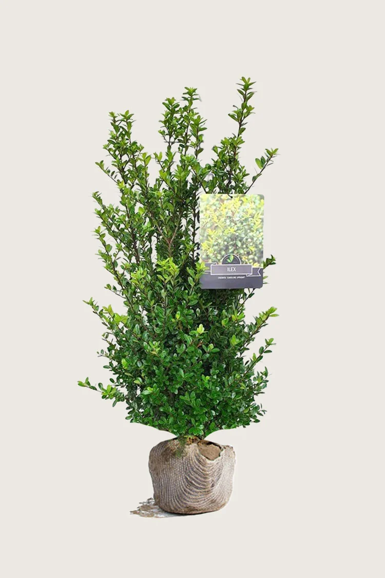 plantinavia20261015102912303903