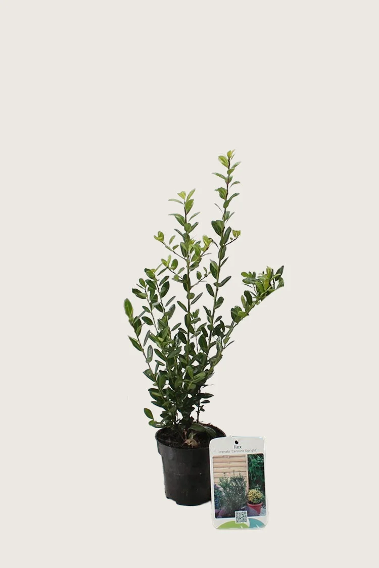 plantinavia20261015102913303906