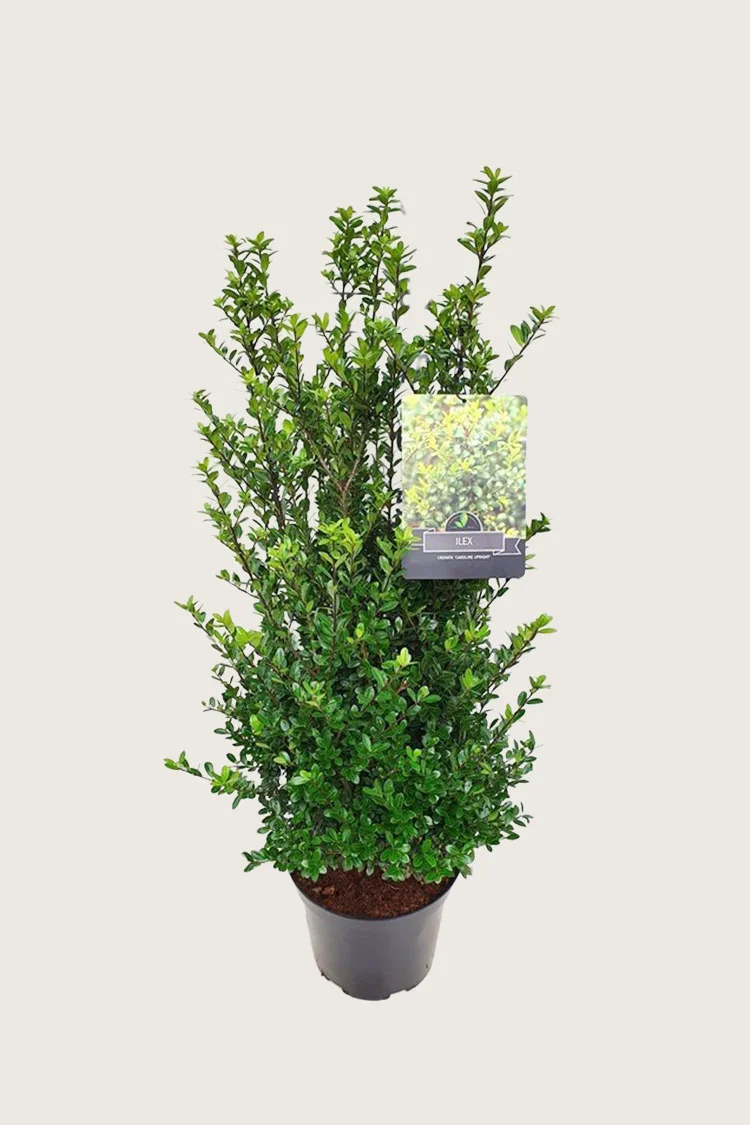 plantinavia20261015102914303918