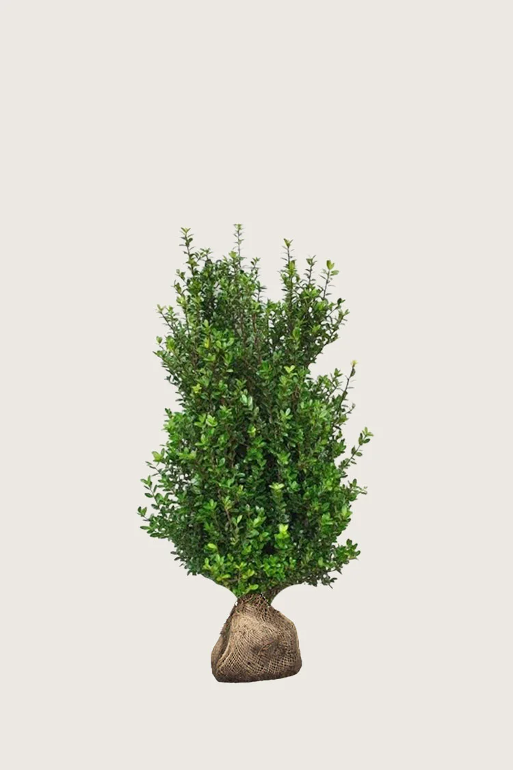 plantinavia20261015102915303927