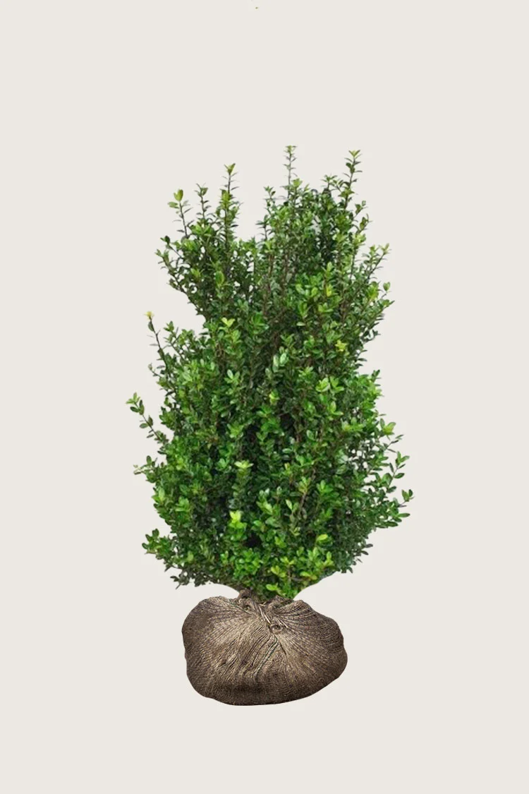 plantinavia20261015102917303941