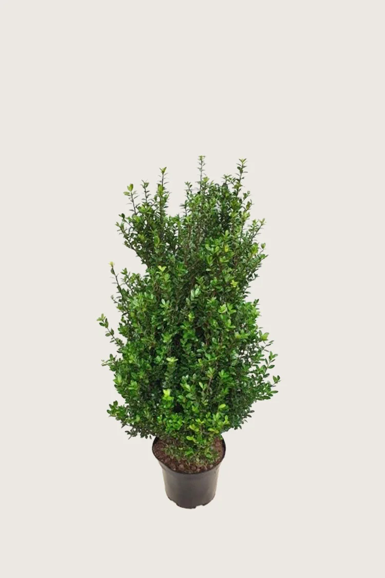 plantinavia20261015102918303947