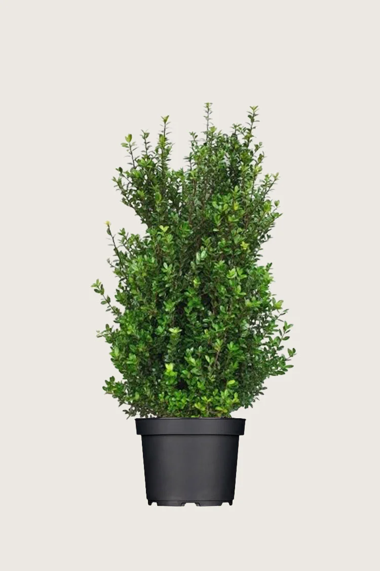 plantinavia20261015102920303956