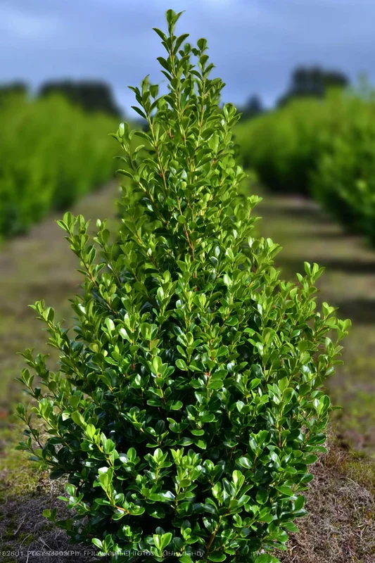 plantinavia20261015102921303960