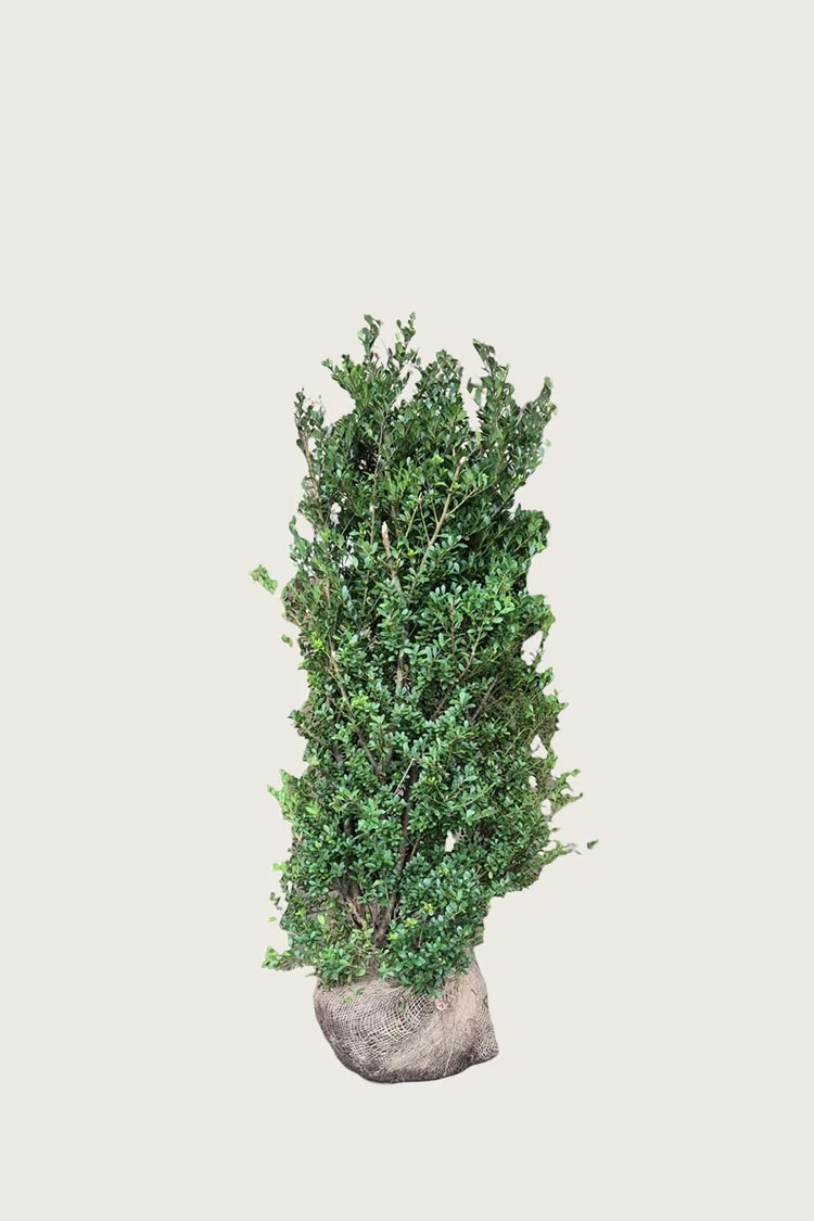plantinavia20261015102926303989