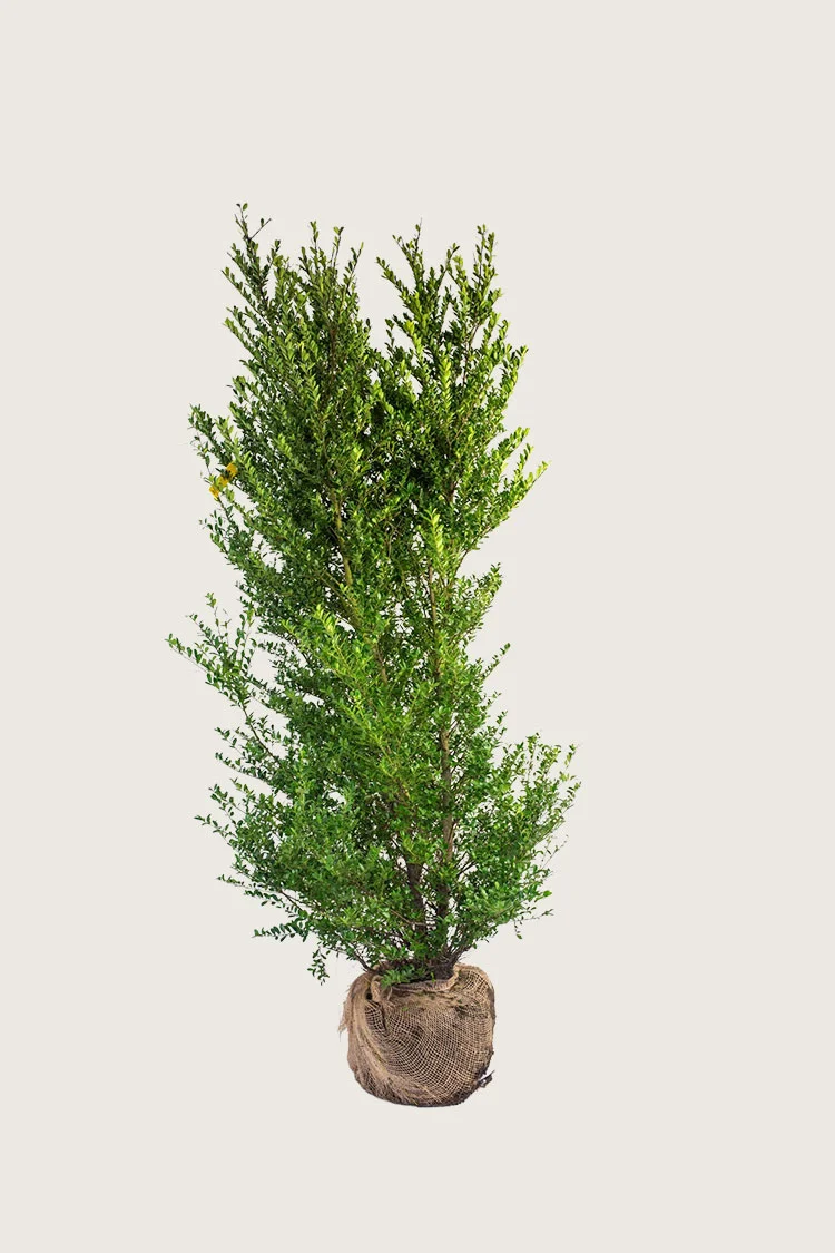 plantinavia20261015102927303999