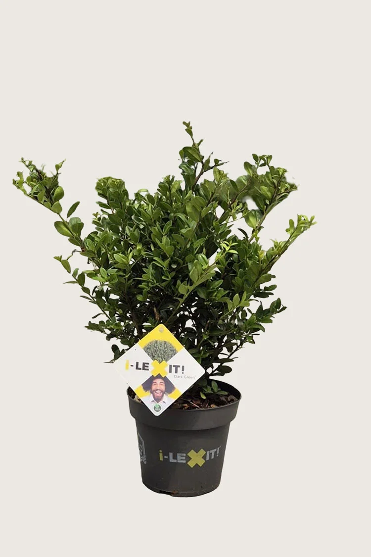 plantinavia20261015102928304010