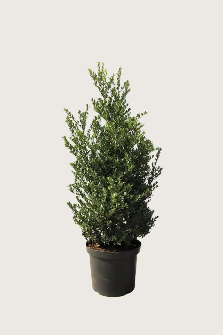 plantinavia20261015102930304022
