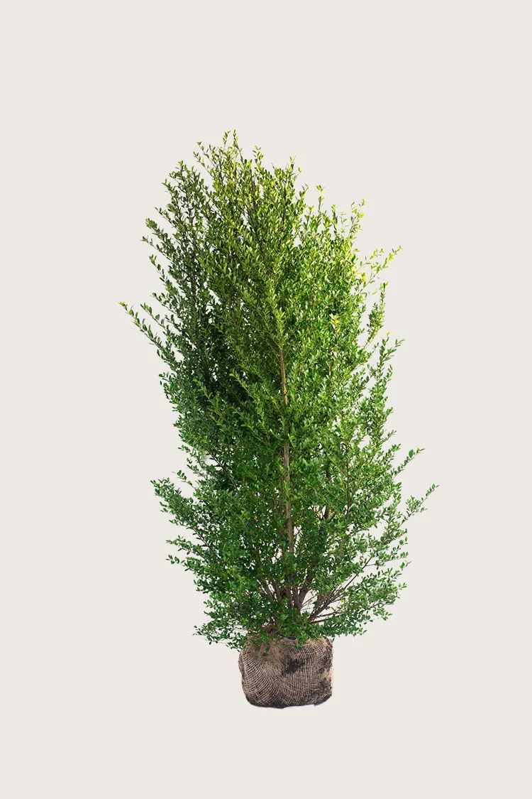 plantinavia20261015102933304043