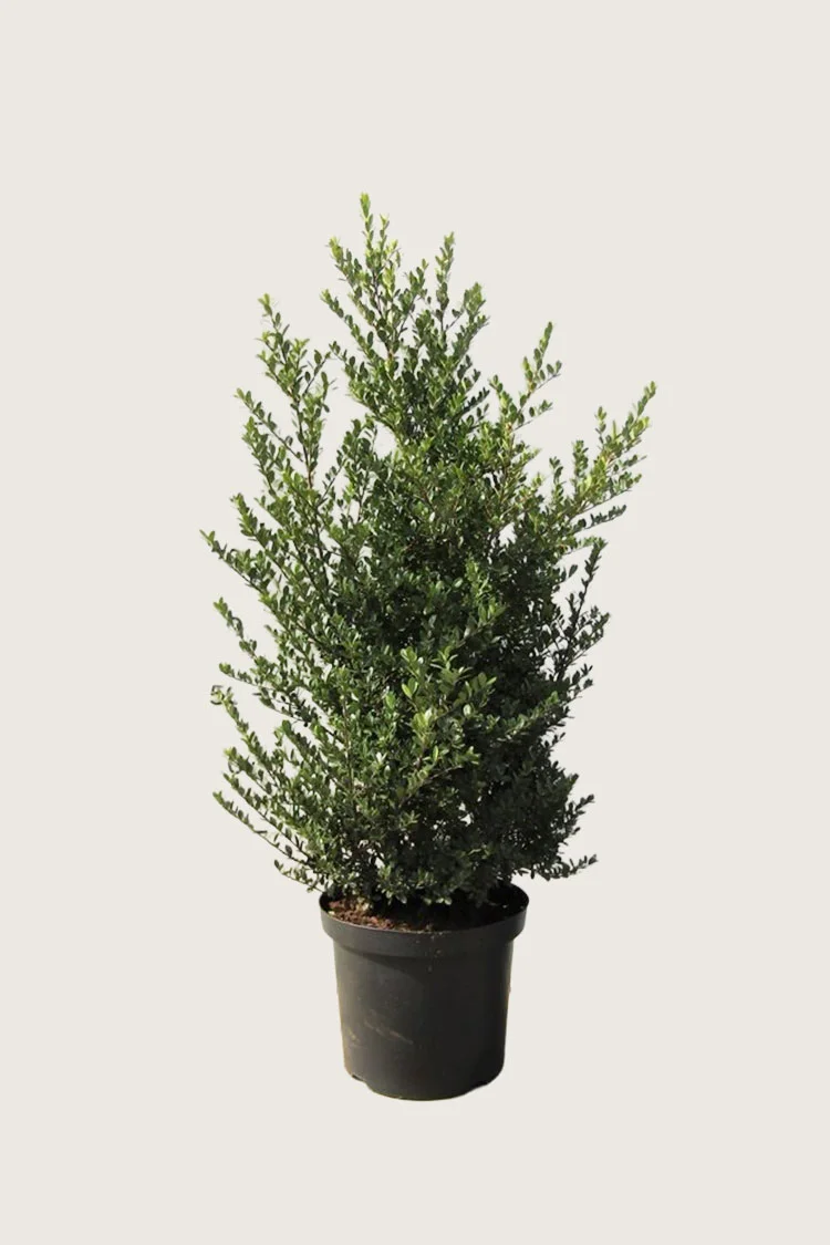 plantinavia20261015102935304052