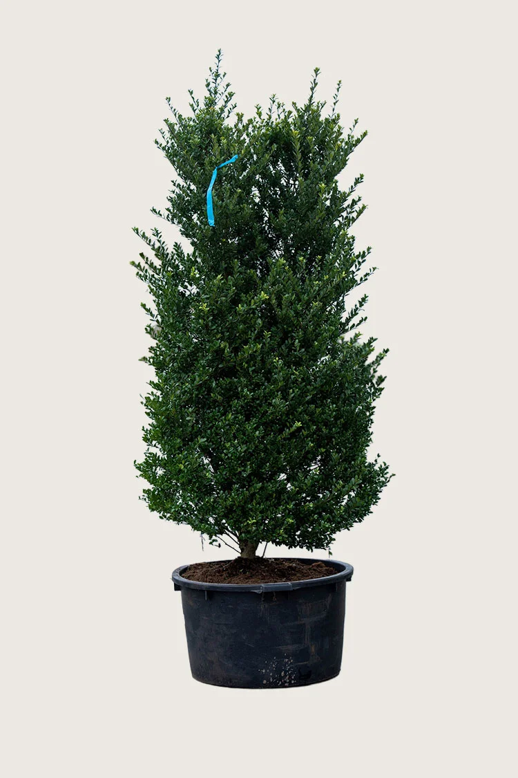 plantinavia20261015102937304070