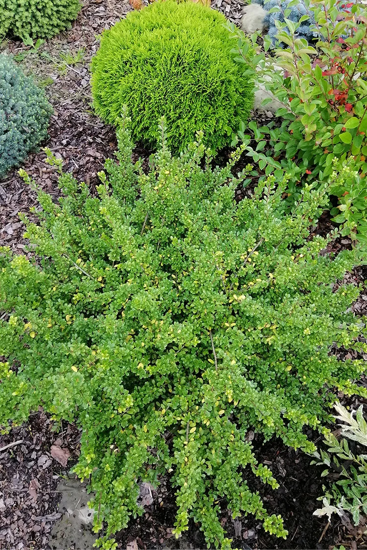 plantinavia20261015102942304109