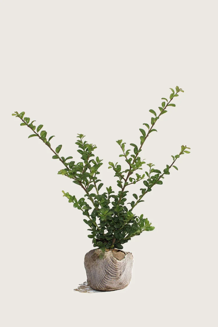 plantinavia20261015102944304119