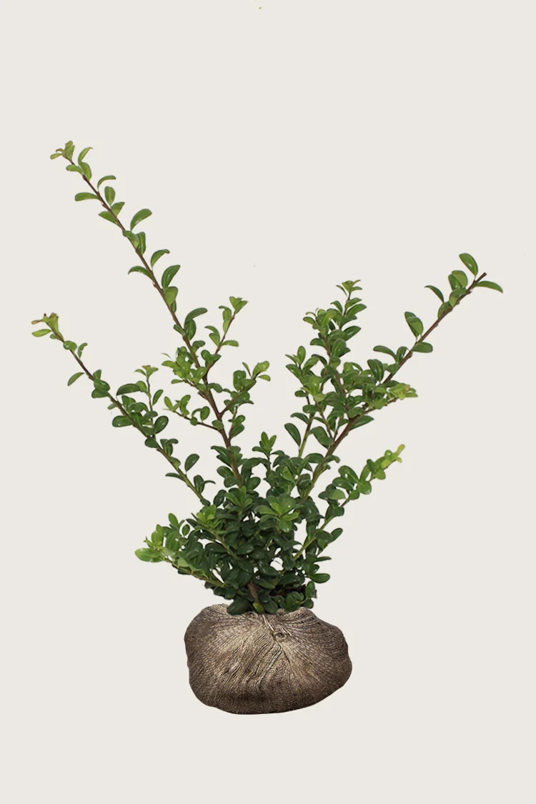 plantinavia20261015102946304134