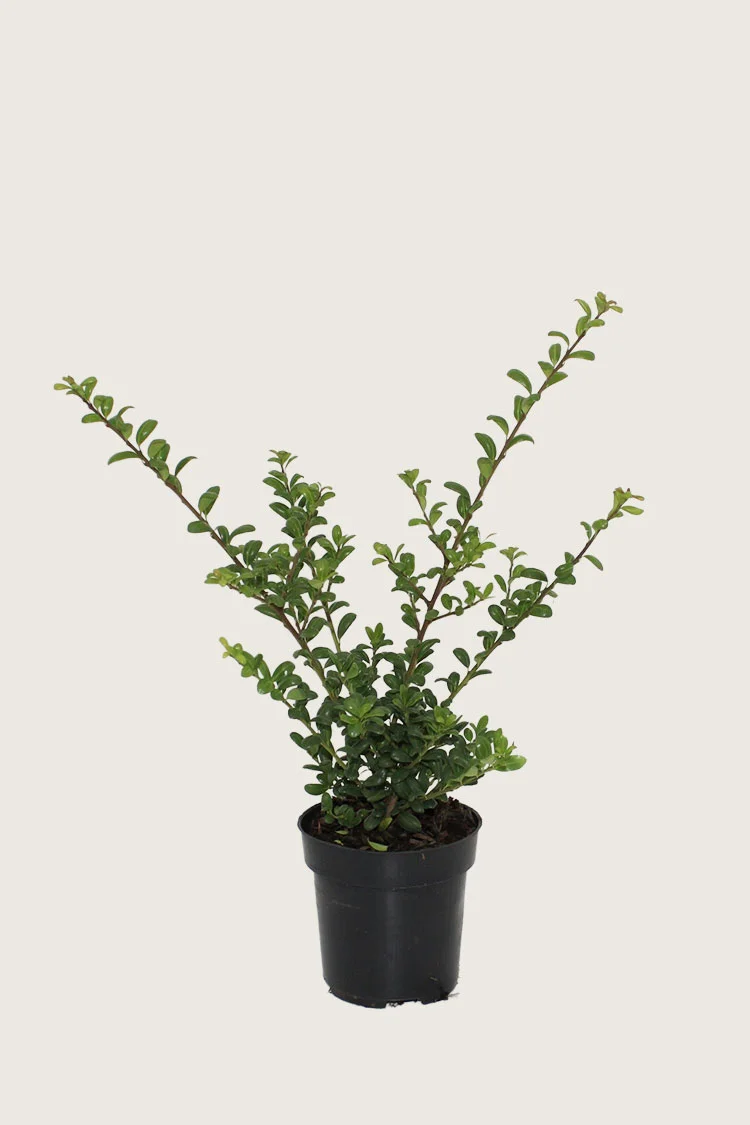 plantinavia20261015102947304141