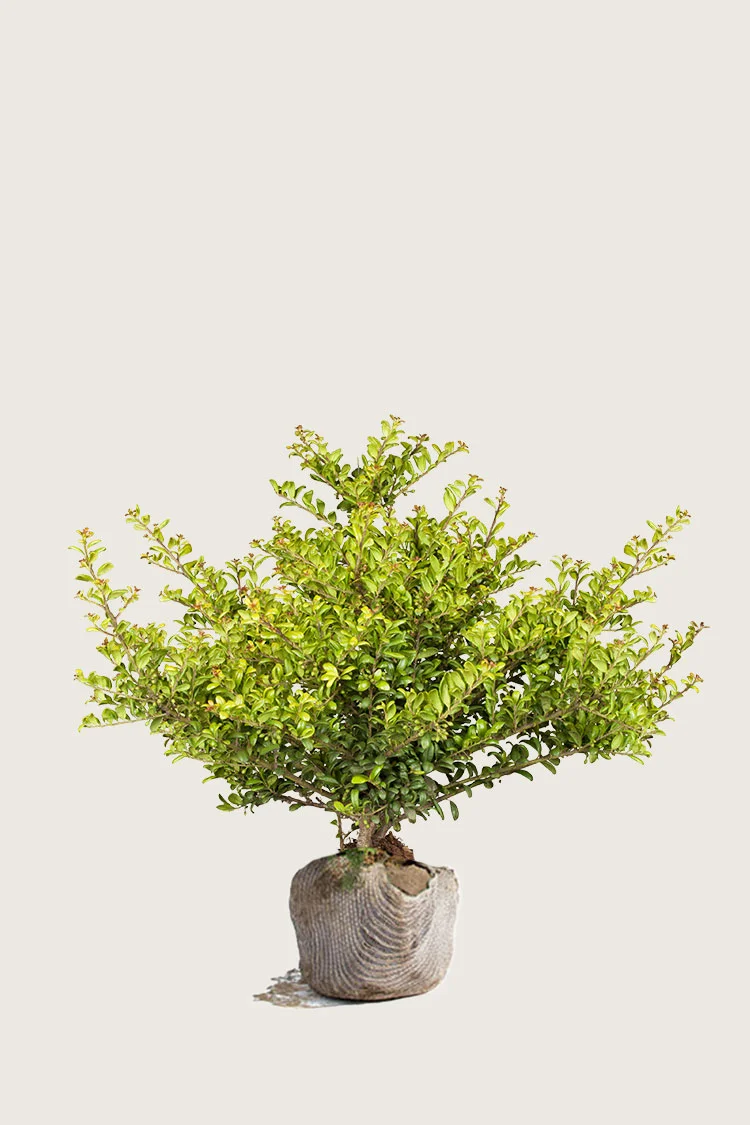 plantinavia20261015102949304158