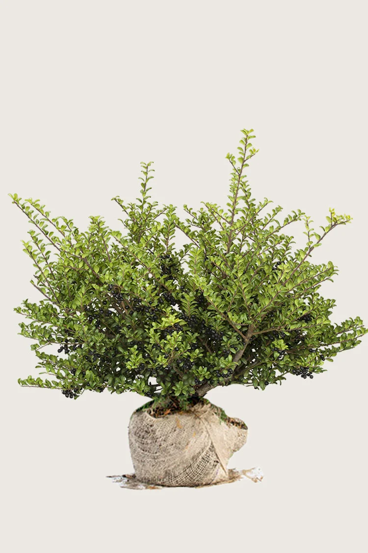 plantinavia20261015102950304169