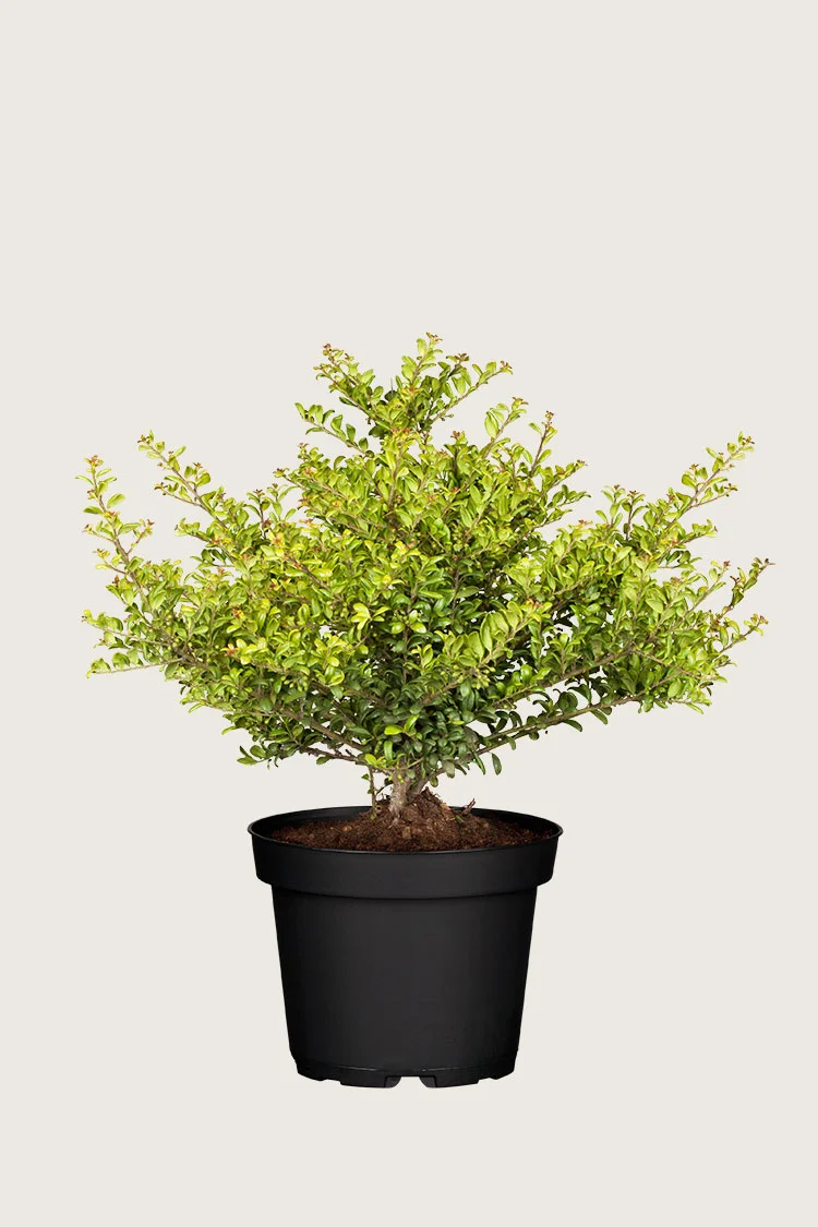 plantinavia20261015102952304180