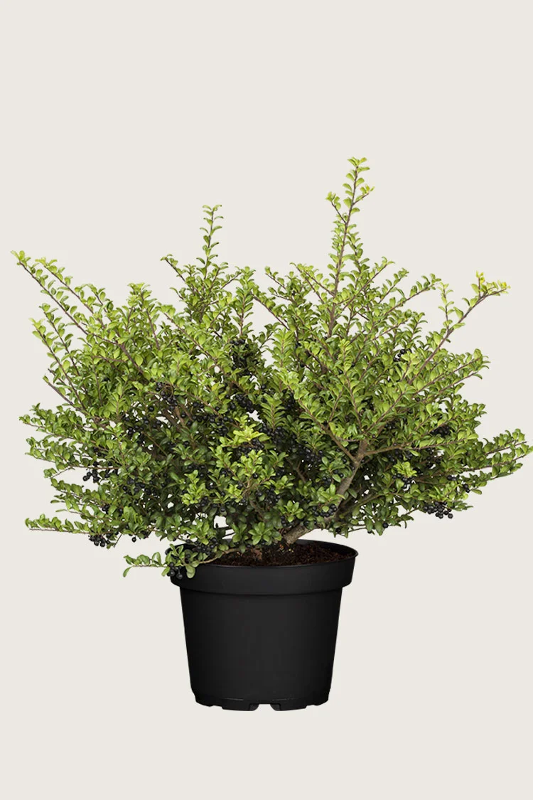 plantinavia20261015102953304186