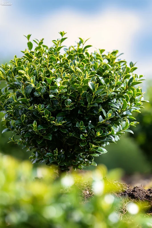 plantinavia20261015102955304197