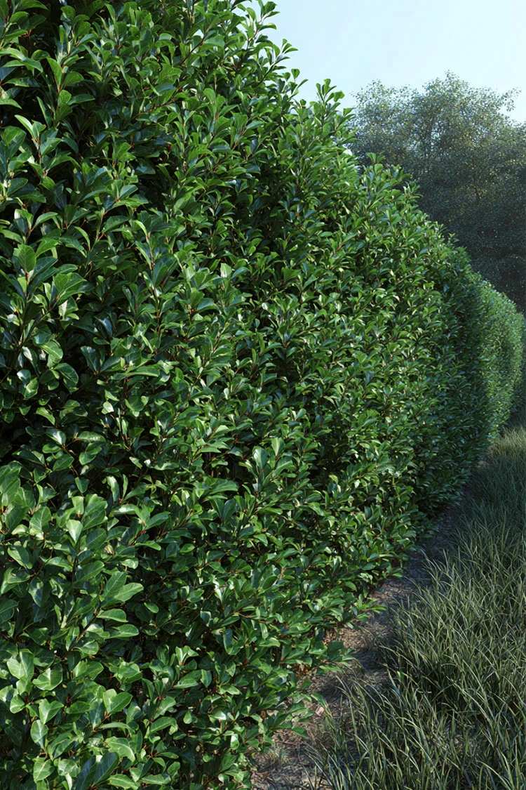 plantinavia20261015102959304225