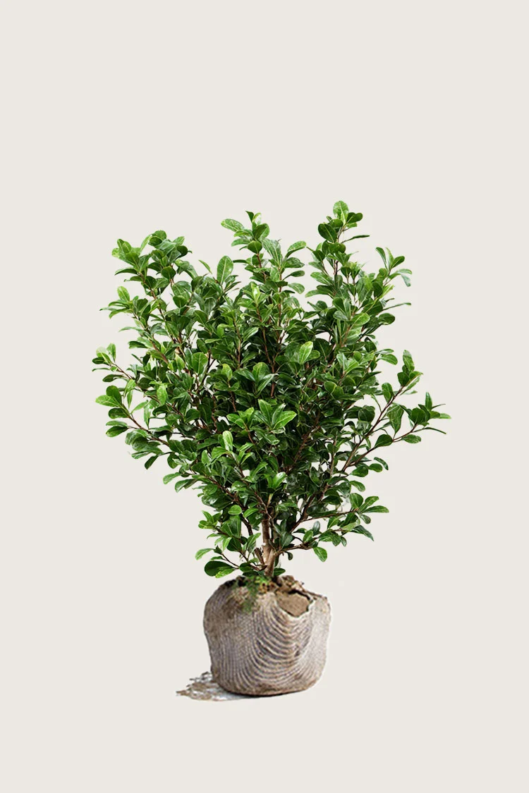 plantinavia20261015103002304242