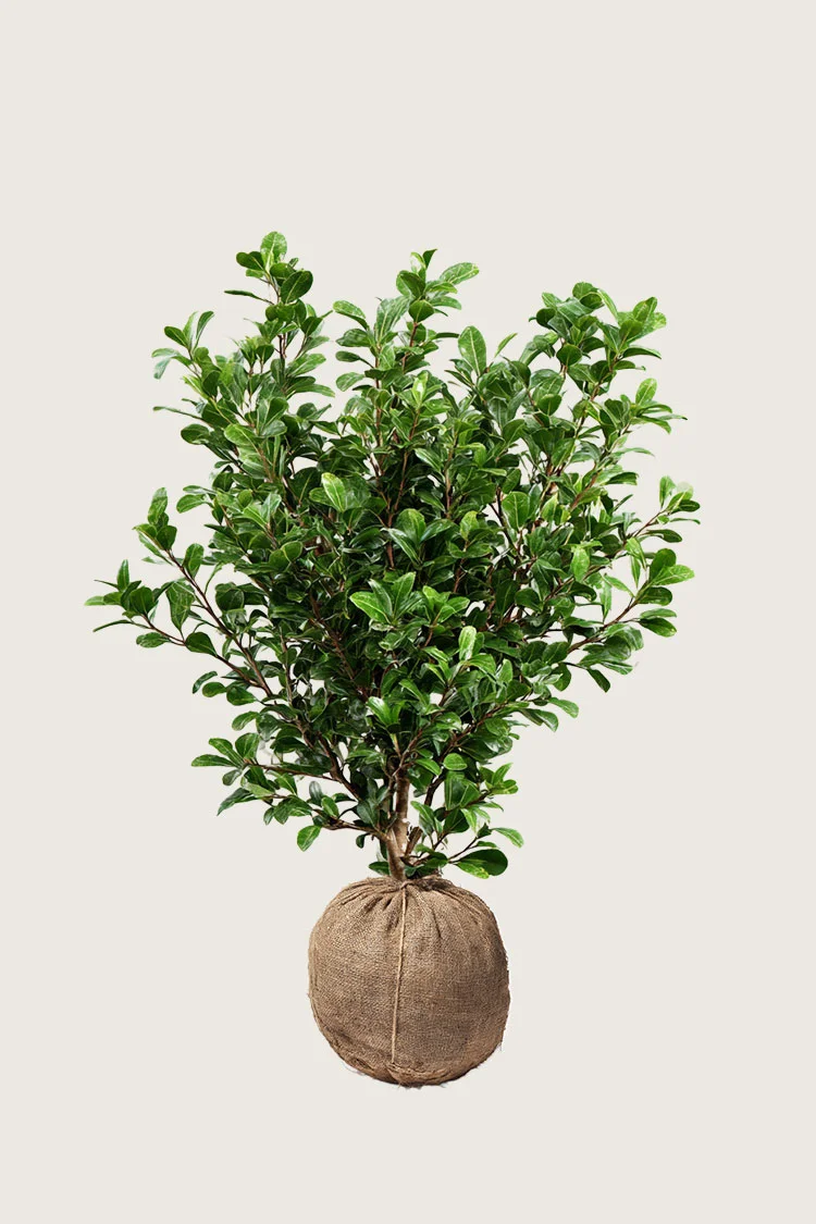 plantinavia20261015103003304249