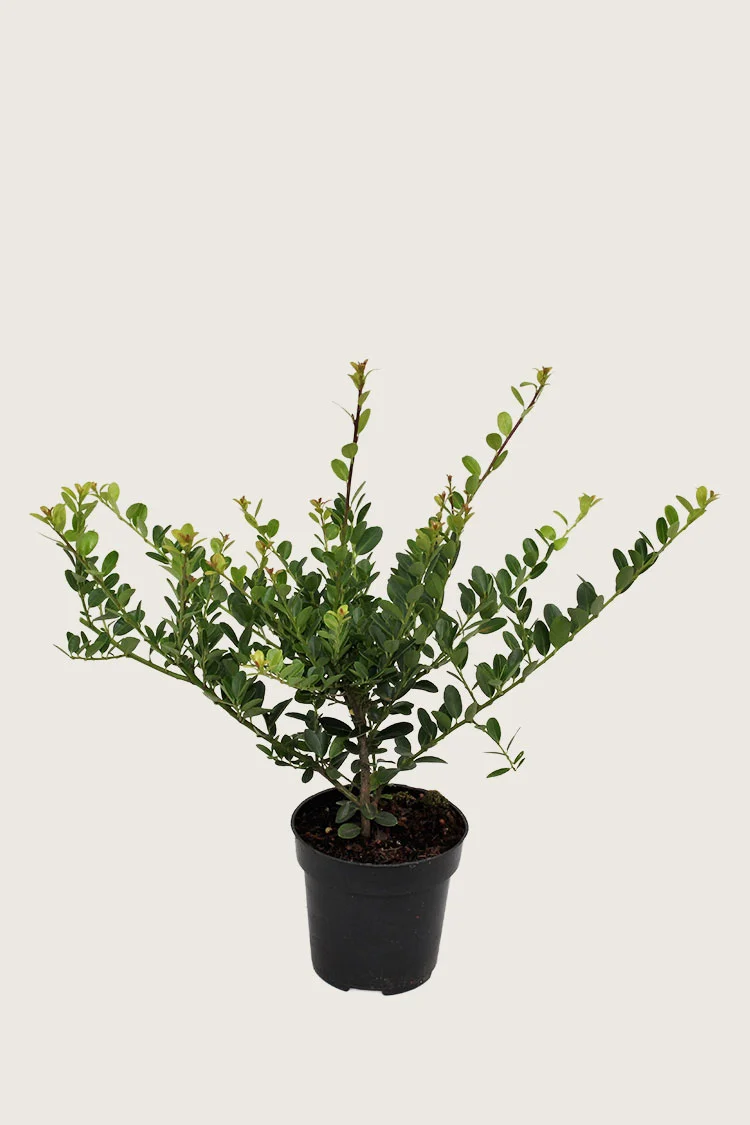plantinavia20261015103006304266