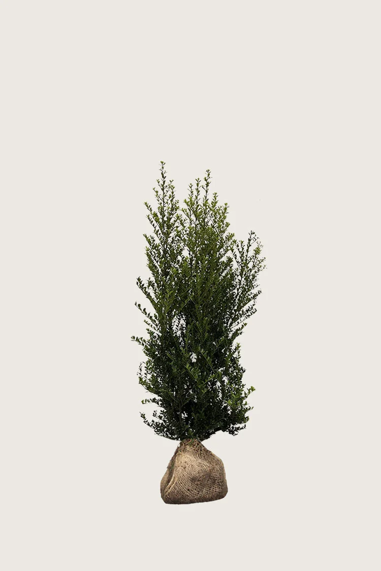 plantinavia20261015103006304270