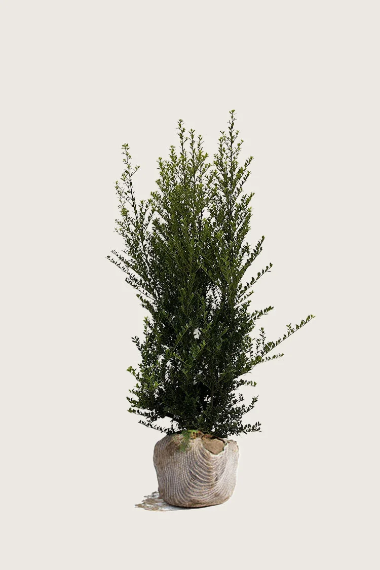 plantinavia20261015103009304285