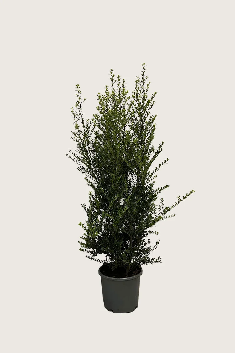 plantinavia20261015103011304302