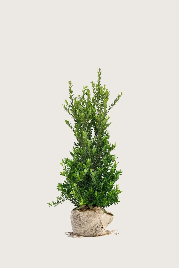 plantinavia20261015103020304370