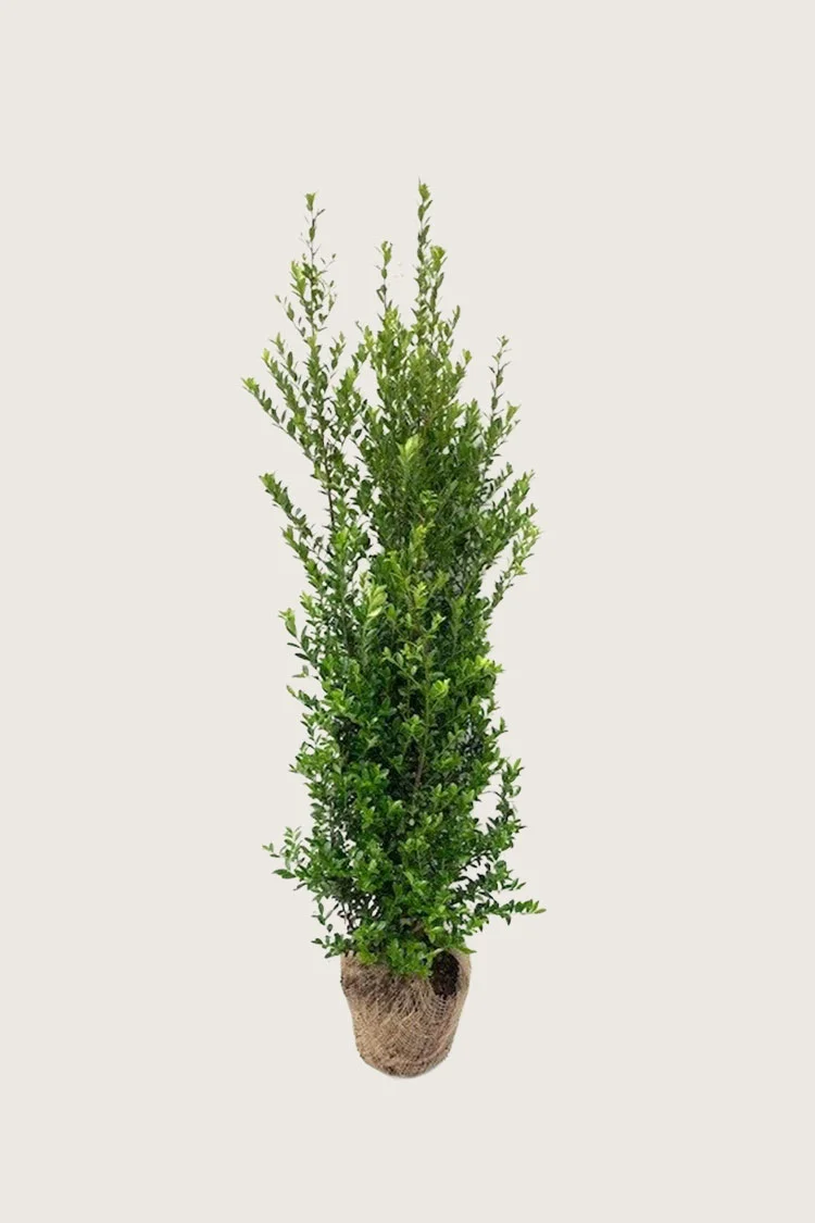 plantinavia20261015103021304375