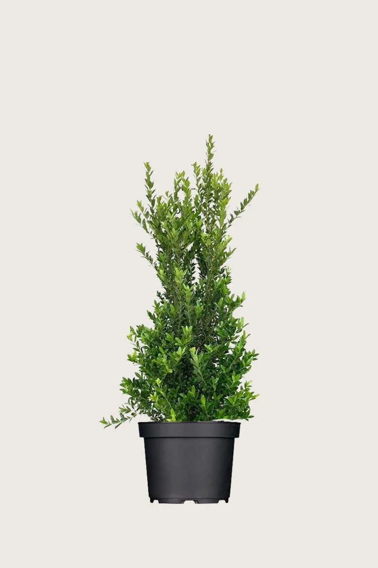 plantinavia20261015103023304389