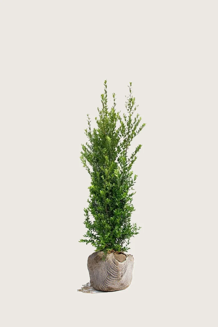 plantinavia20261015103026304414