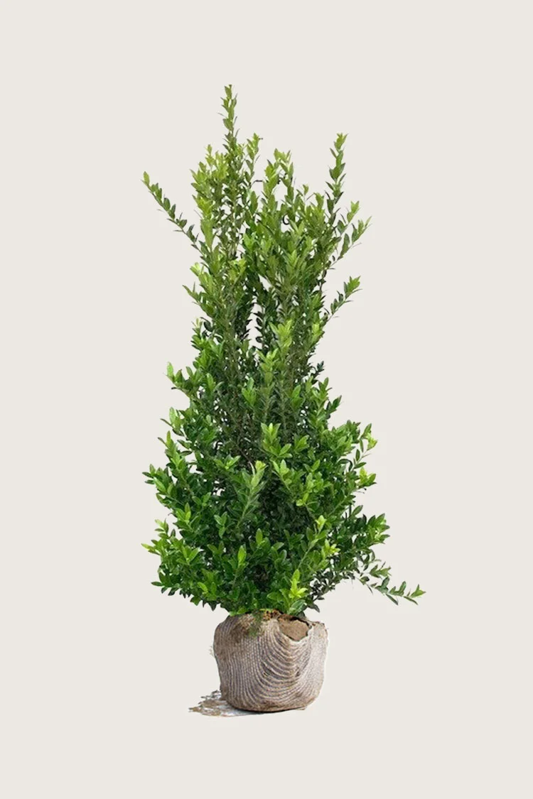 plantinavia20261015103028304430