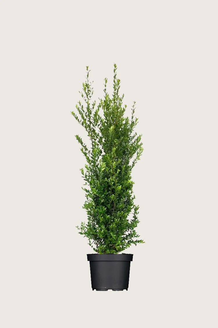 plantinavia20261015103029304435