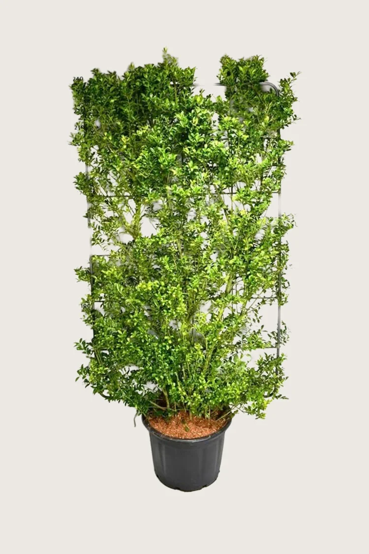 plantinavia20261015103031304451