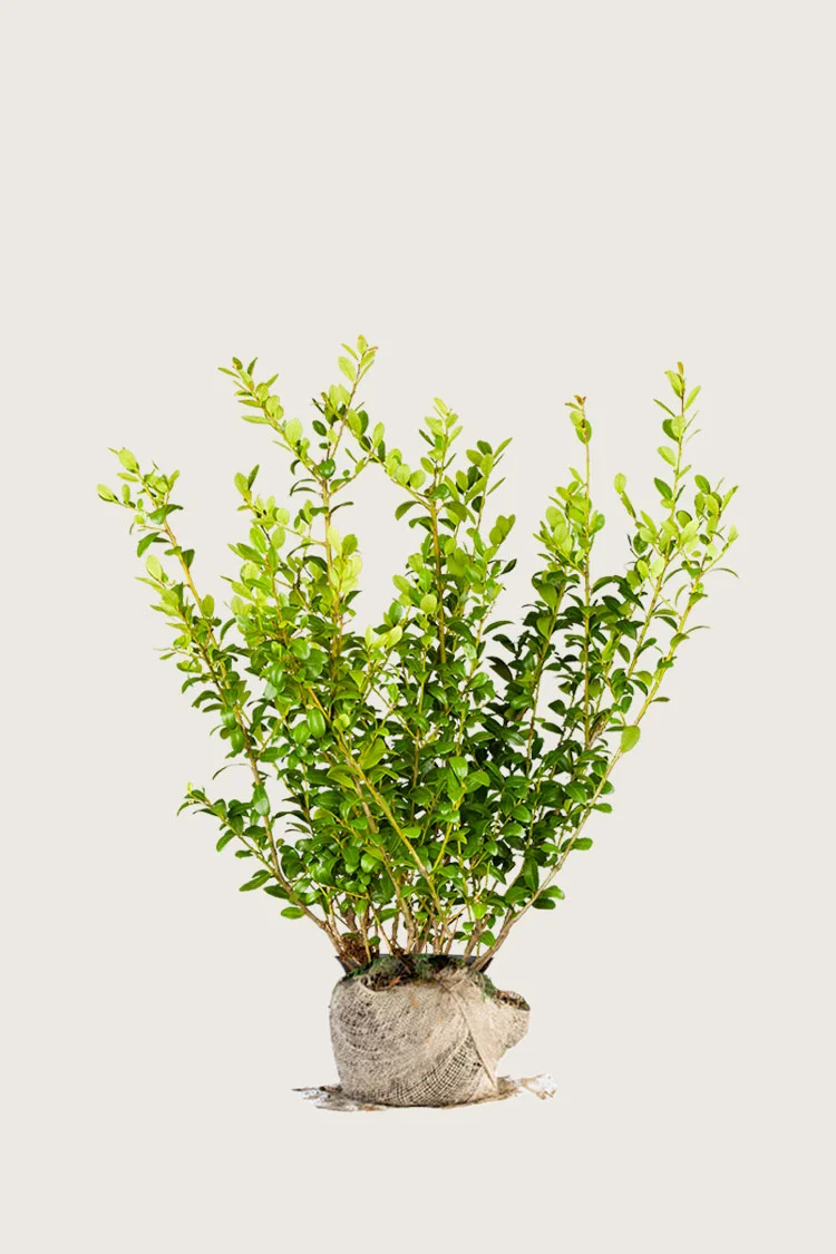 plantinavia20261015103039304509
