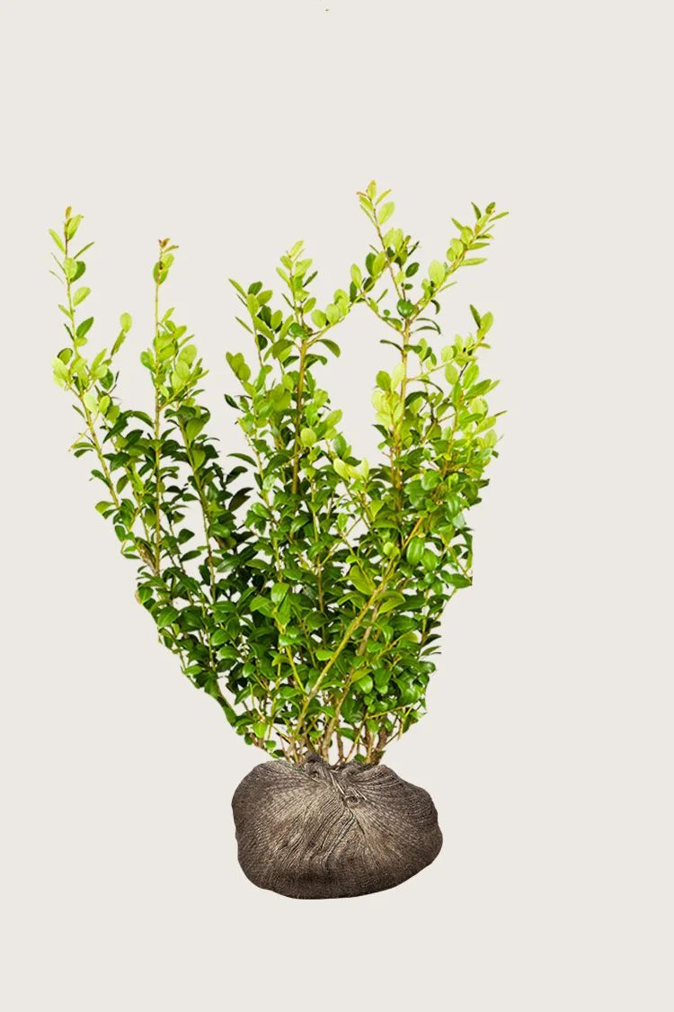 plantinavia20261015103040304520